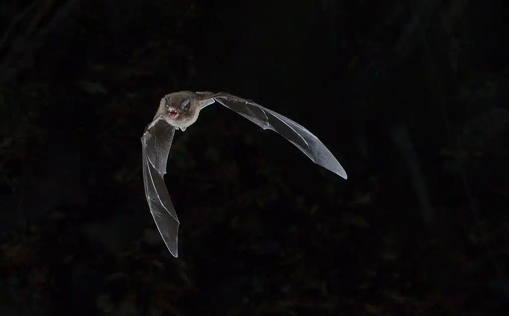 Bat in flight