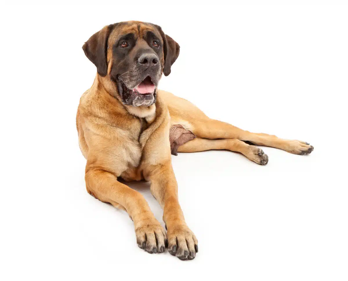 Old English Mastiff