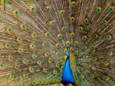 15 Animals and Wildlife that Start with I