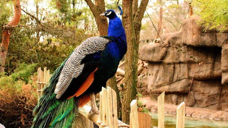 20 Fascinating Animal Mating Rituals That Will Surprise You