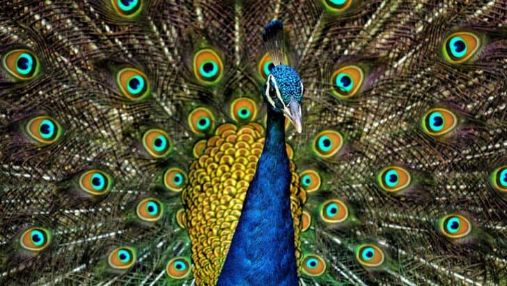 Hormones and Behavior: The Role of Endocrine Systems in Animal Life