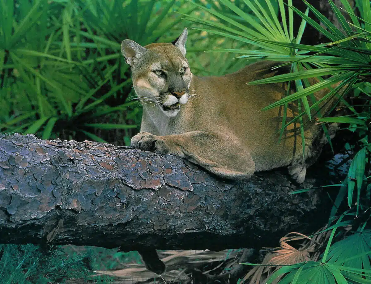 Forida panther. Image by Openverse.