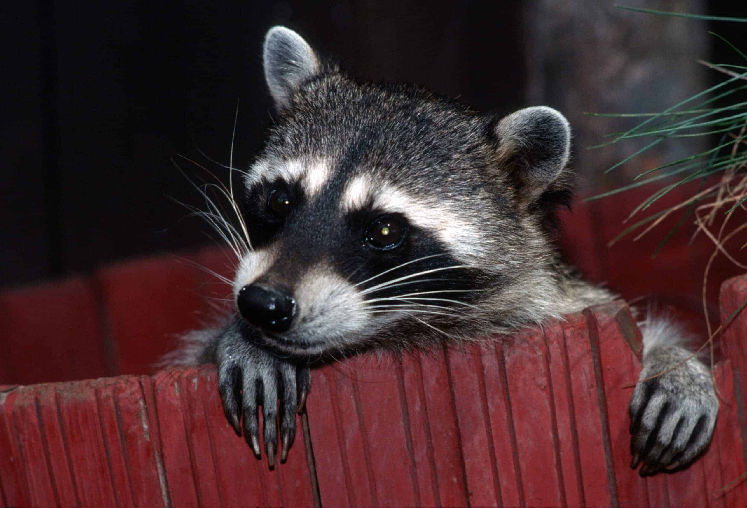 raccoon