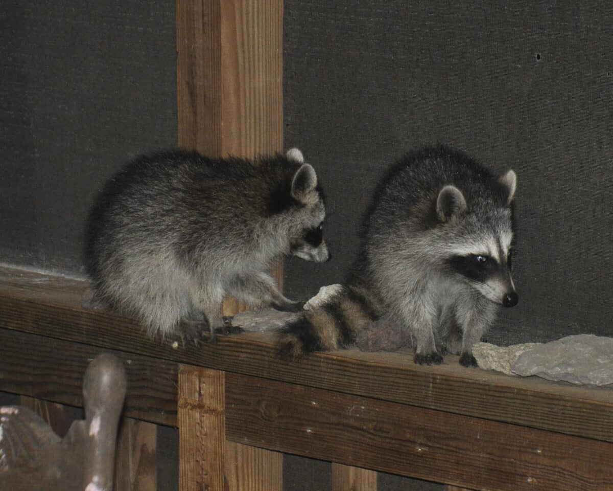 raccoon