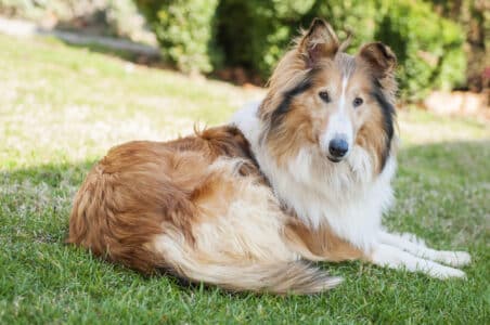 13 Most Loyal Dog Breeds in the World