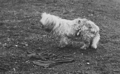 The Extinct Woolly Dog: Unraveling the Mystery of the Lost Canine