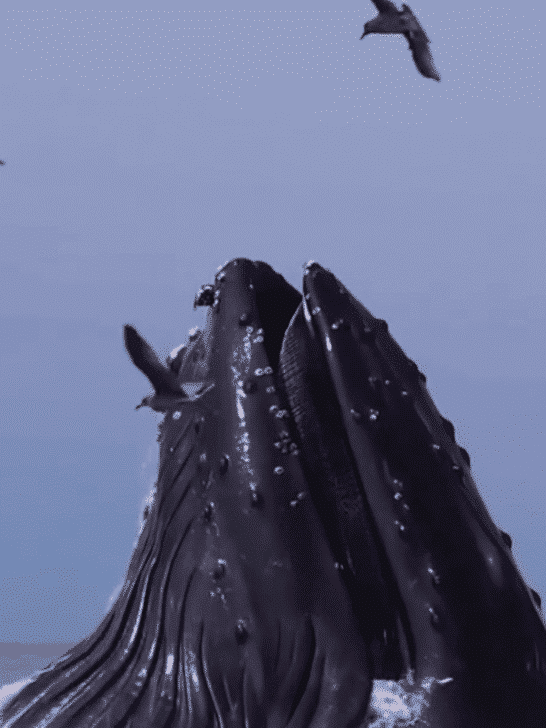 Watch: Humpback Whale Launches While Feeding