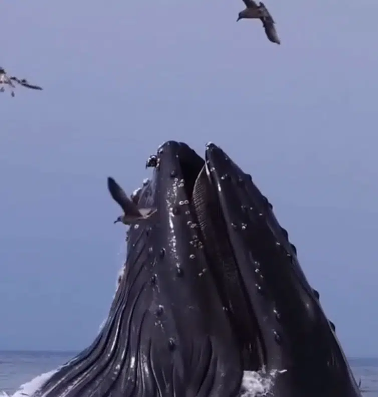 Humpback Whale Launches While Feeding