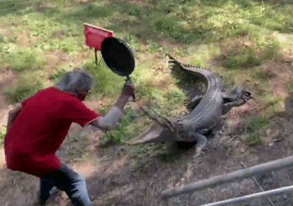 Grandpa Fends Off Crocodile with Frying Pan