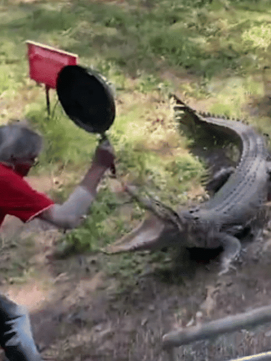 Grandpa Fends Off Crocodile with Frying Pan