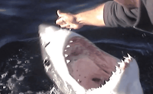 Man Regularly Pats Great White!