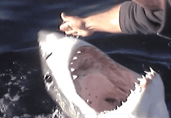 Man Regularly Pats Great White!