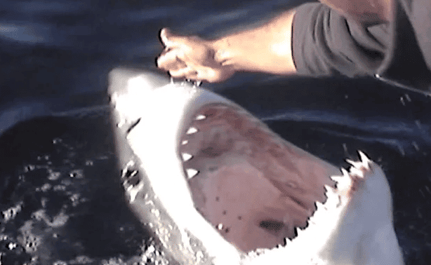 PETTING A GREAT WHITE SHARK