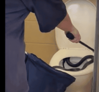 Watch This: Venomous Snake Found in a Public Toilet