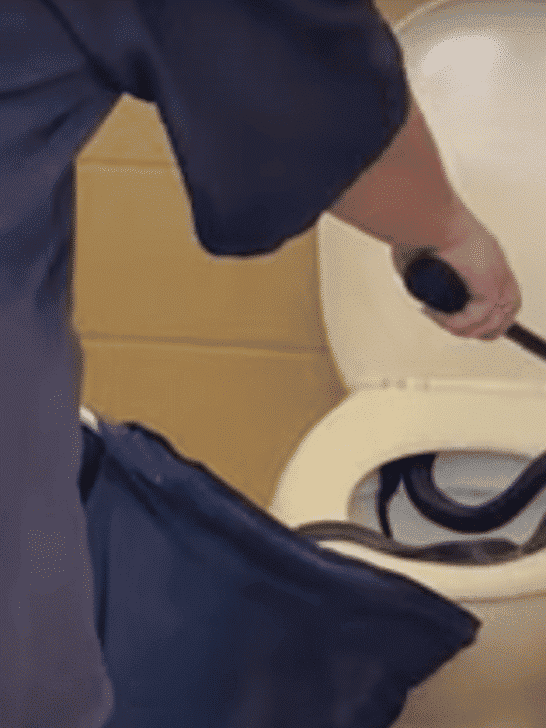 Watch This: Venomous Snake Found in a Public Toilet