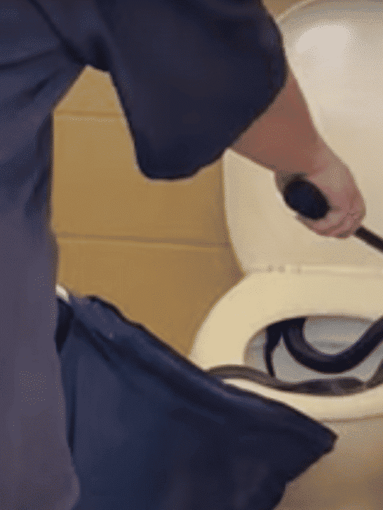 Venomous Snake Found in a Public Toilet in Australia