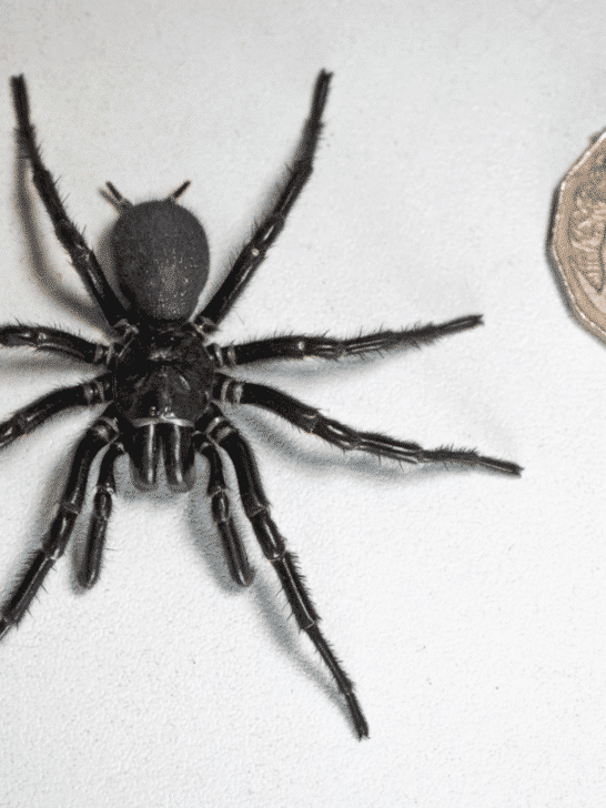 Largest Male Specimen of the World’s Most Venomous Spider in Australia