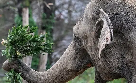 Unsold Trees Become a Festive Feast at Berlin Zoo