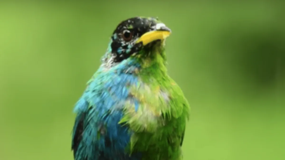 green honeycreeper