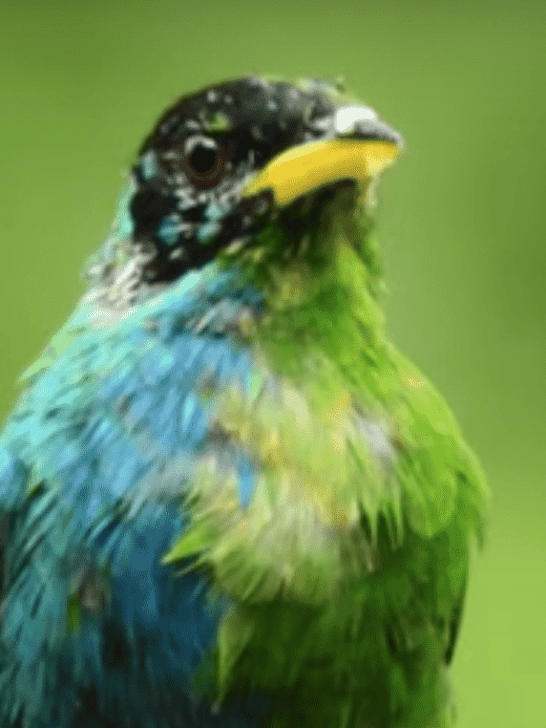 Watch this: Extremely Rare &lsquo;Half-Female, Half-Male&rsquo; Bird