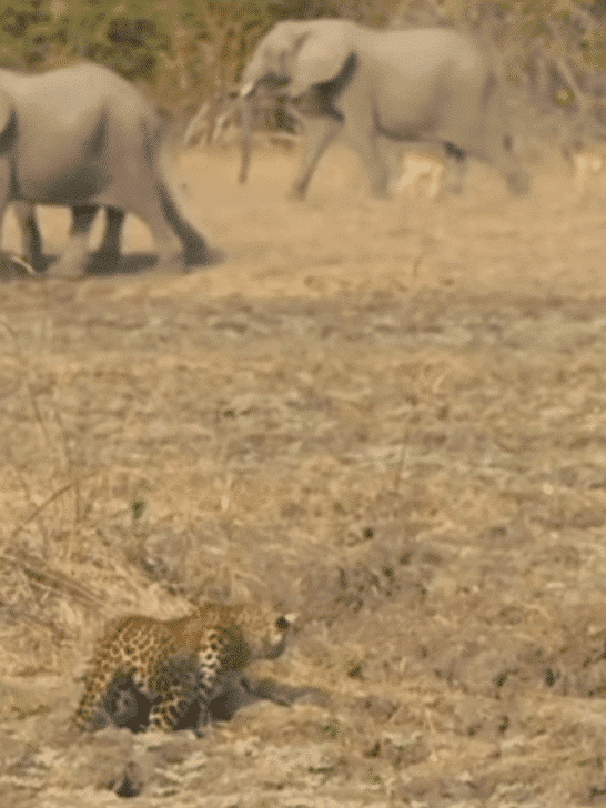 Watch: Leopard’s Rare Daytime Hunt of Baboons