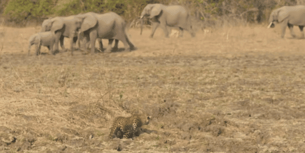 Watch: Leopard’s Rare Daytime Hunt of Baboons
