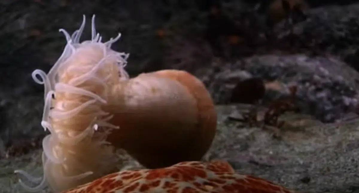 Watch: Did You Know Anemones Could Swim?
