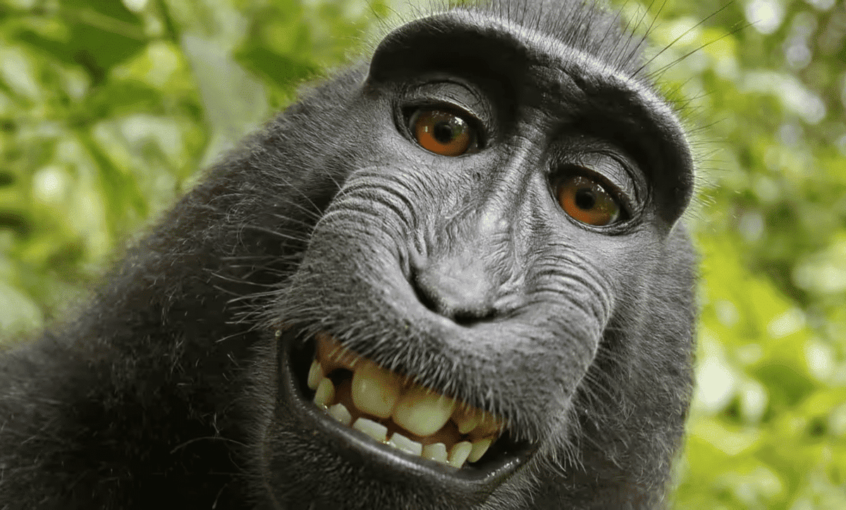 The selfie taken by a macaque monkey on the Indonesian island of Sulawesi with a camera positioned by the photographer David Slater. Photograph: David Slater