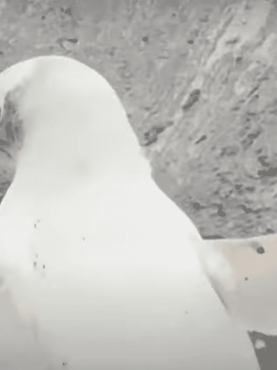 Watch a Rare Discovery in the Antarctic: The White Penguin