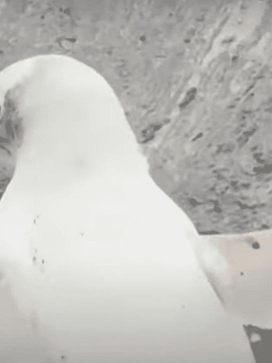 Rare Discovery of the White Penguin in Antarctic