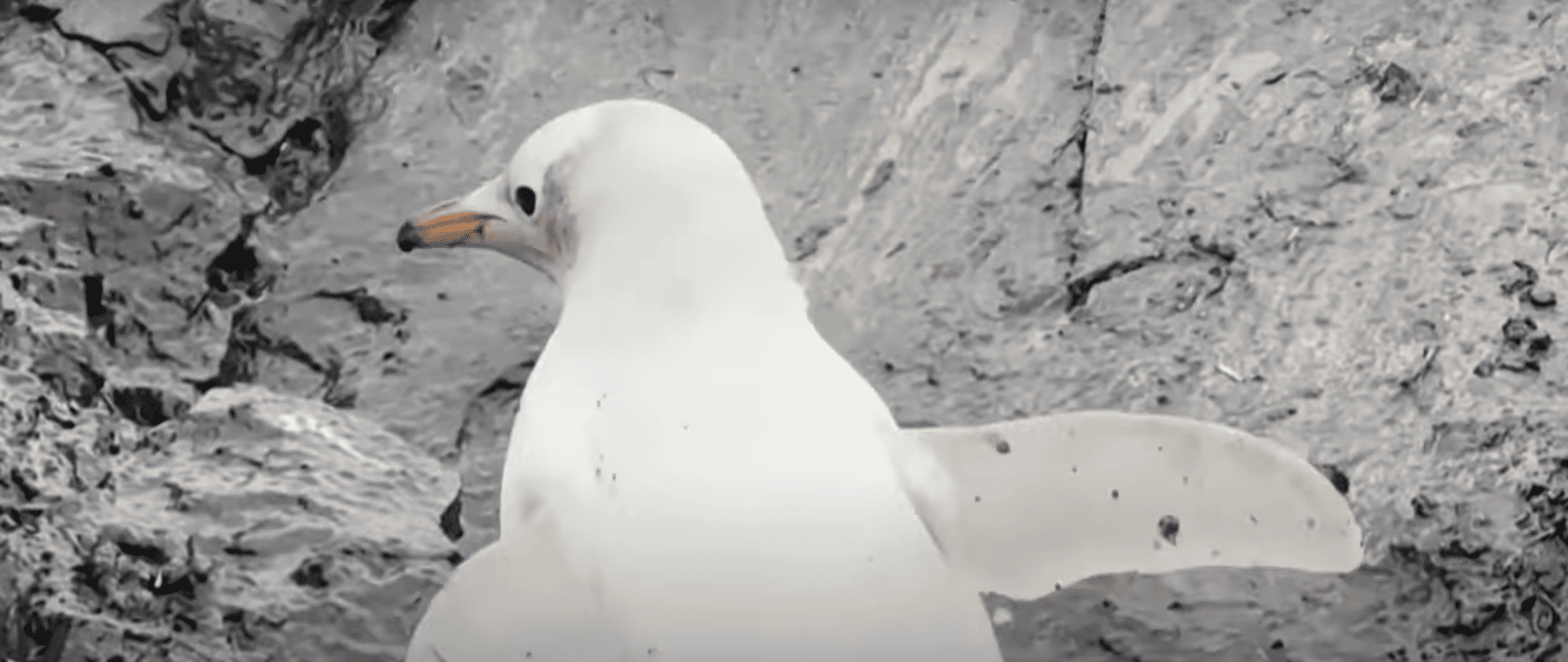 white penguin
