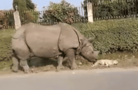 Watch What Happens When A Rhino Surprises A Sleeping Dog