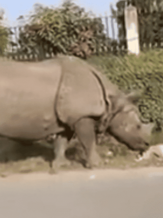 Watch What Happens When A Rhino Surprises A Sleeping Dog