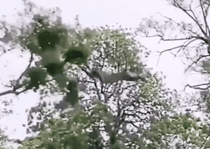 Leopard Chases Monkeys In The Tree Tops