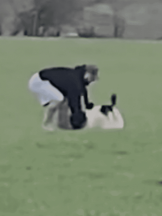 Man Helps A Sheep Stuck On Its Back