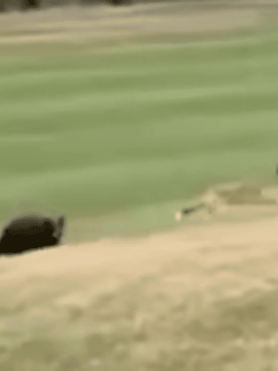 Black Bear Chases Coyote on A Golf Course