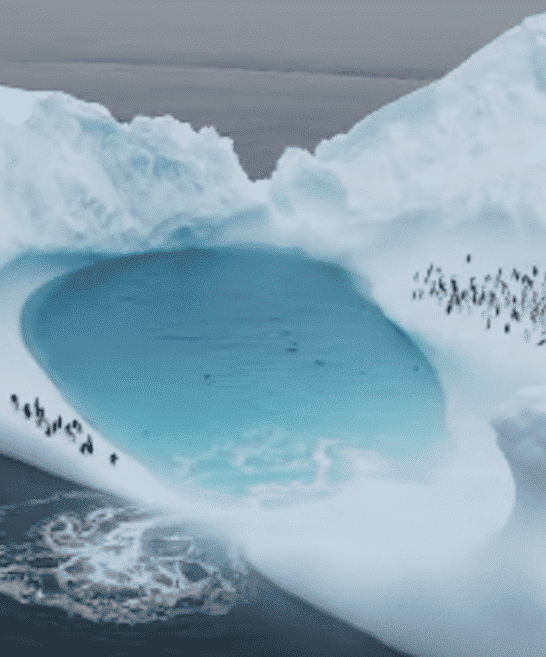 Penguin Colony Found On A Lone Ice Berg In The Middle Of The Ocean