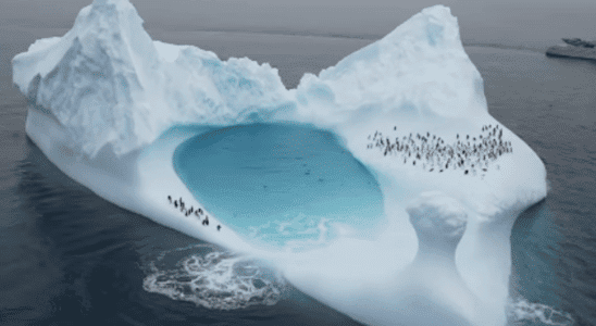 Penguin Colony Found On A Lone Ice Berg In The Middle Of The Ocean
