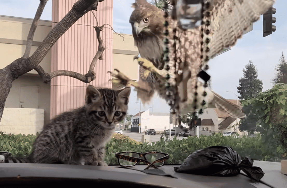 Kitten Almost Eaten By Hawk