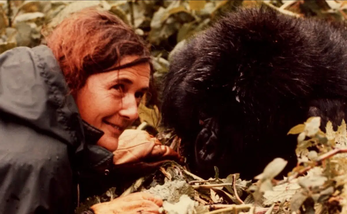 Dian Fossey Gorilla Fund Remembrance Day