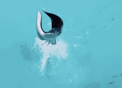 Watch: Stingray Jumps Out Of Water