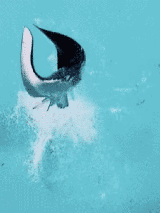 Watch: Stingray Jumps Out Of Water