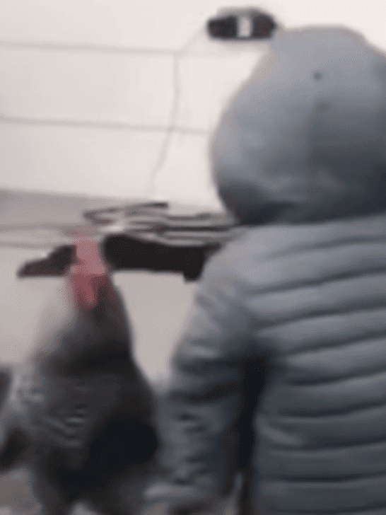 Chicken and Toddler in a Hilarious Stand-off