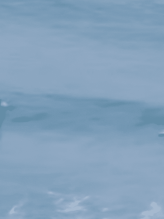 Lucky Surfer Surfs with a Pod of Dolphins