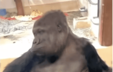 Watch This Gorilla’s Reaction When Her Stick Gets Stuck