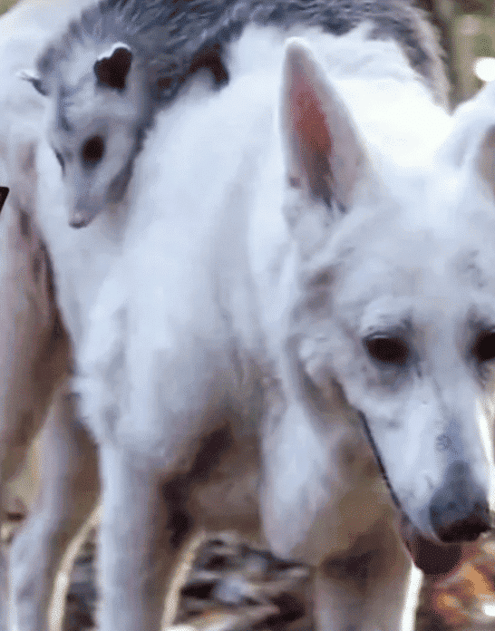 Watch: Dog Embraces Orphaned Opossum as Family On His Back