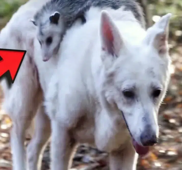Watch: Dog Embraces Orphaned Opossum as Family On His Back