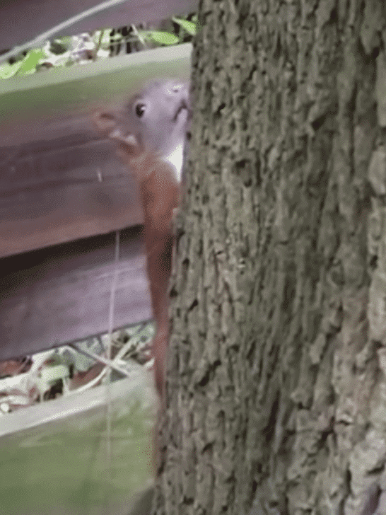 Red Squirrel Gives a Mysterious Warning