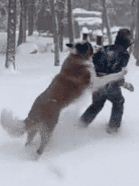 This St. Bernard Has a Bit Too Much Fun Tackling a Kid In The Snow