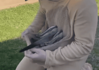 Man Dresses Up As A Kangaroo And A Joey Climbs Into The Pouch